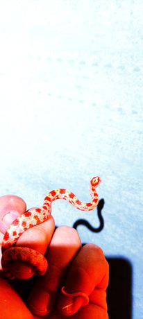 Węże zbożowe amel