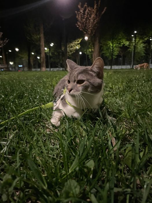 Котик, 1 рік терміново