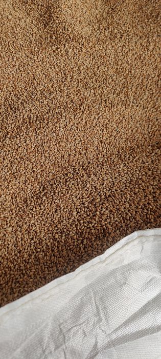 Pszenica Kilimanjaro czyszczona