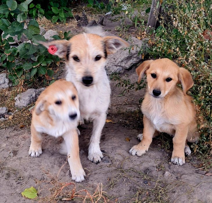 Дві  красунечки шукають люблячих хозяїв.Стерилізацію гарантуємо.