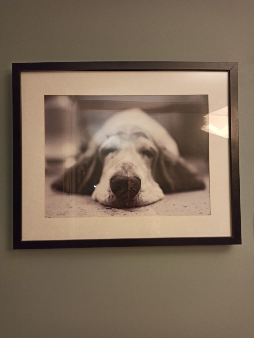Obraz ze zdjęciem psa, Ikea