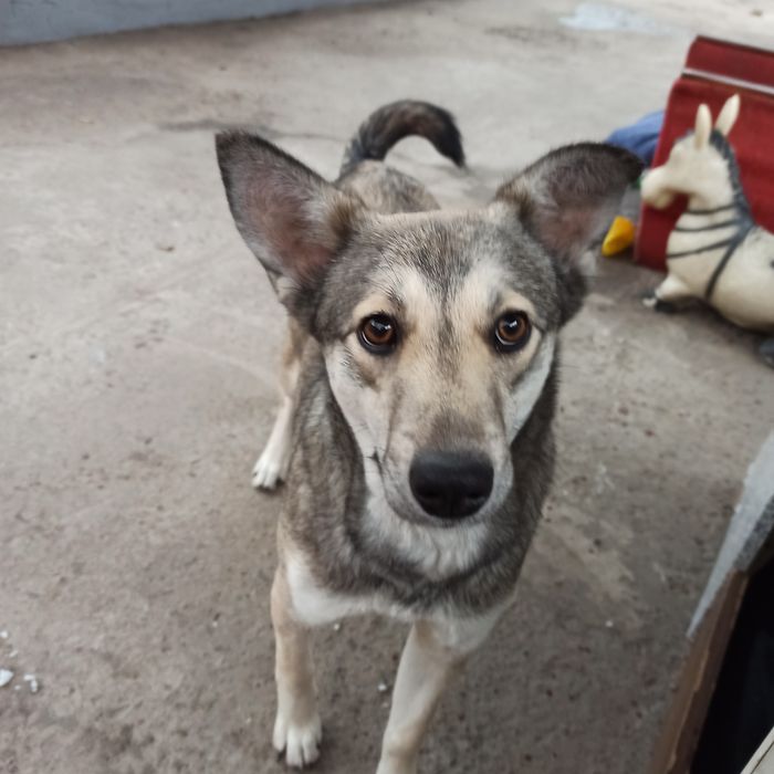 Отдам бесплатно в хорошие руки молодую  собачку.