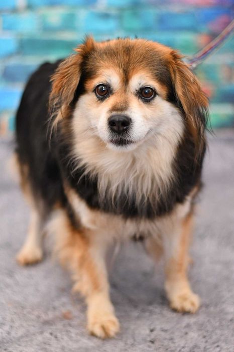 Urocza Greta szuka rodzinki do pokochania!