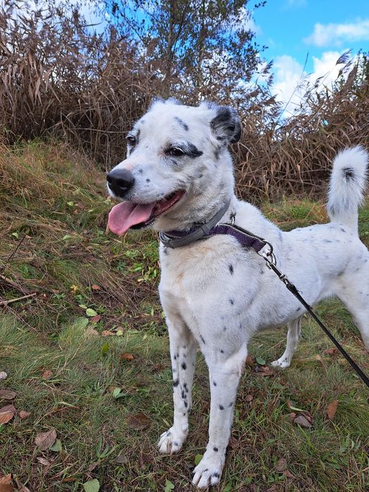 Cziko- mix dalmatyńczyk szuka domu