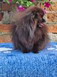 Sprzedam sunię szpic miniaturowy pomeranian