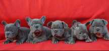 Buldog Francuski LILAC Liliowy