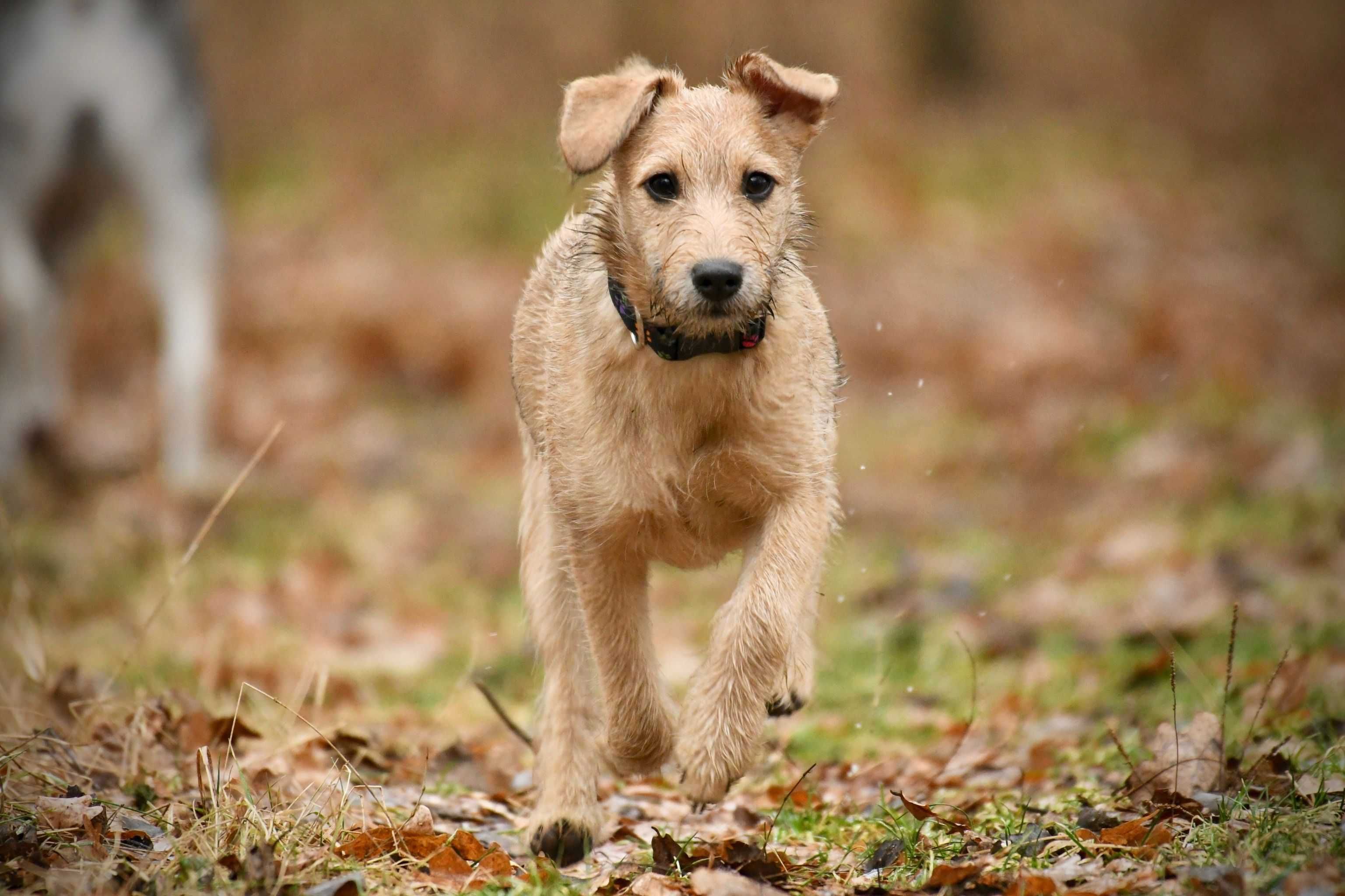 PYRA zwana LUŚKĄ ok. 5 miesięczna suczka mix teriera do adopcji.