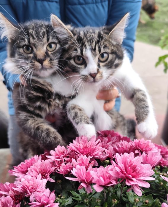 Подарую кошенят. Котик, кішка, кошеня, кіт.