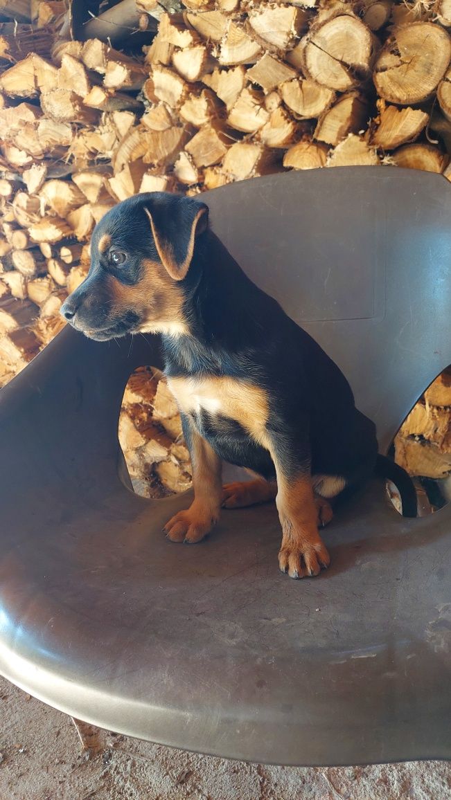 Cão para adoção fêmea