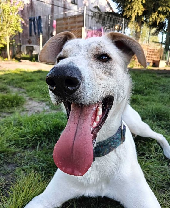 Pies CHART x LABRADOR pilnie do adopcji Prosimy o Pomoc Fundacja