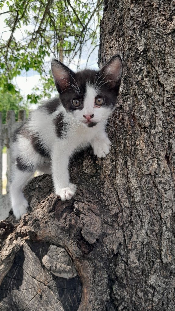 Кошенята шукають батьків