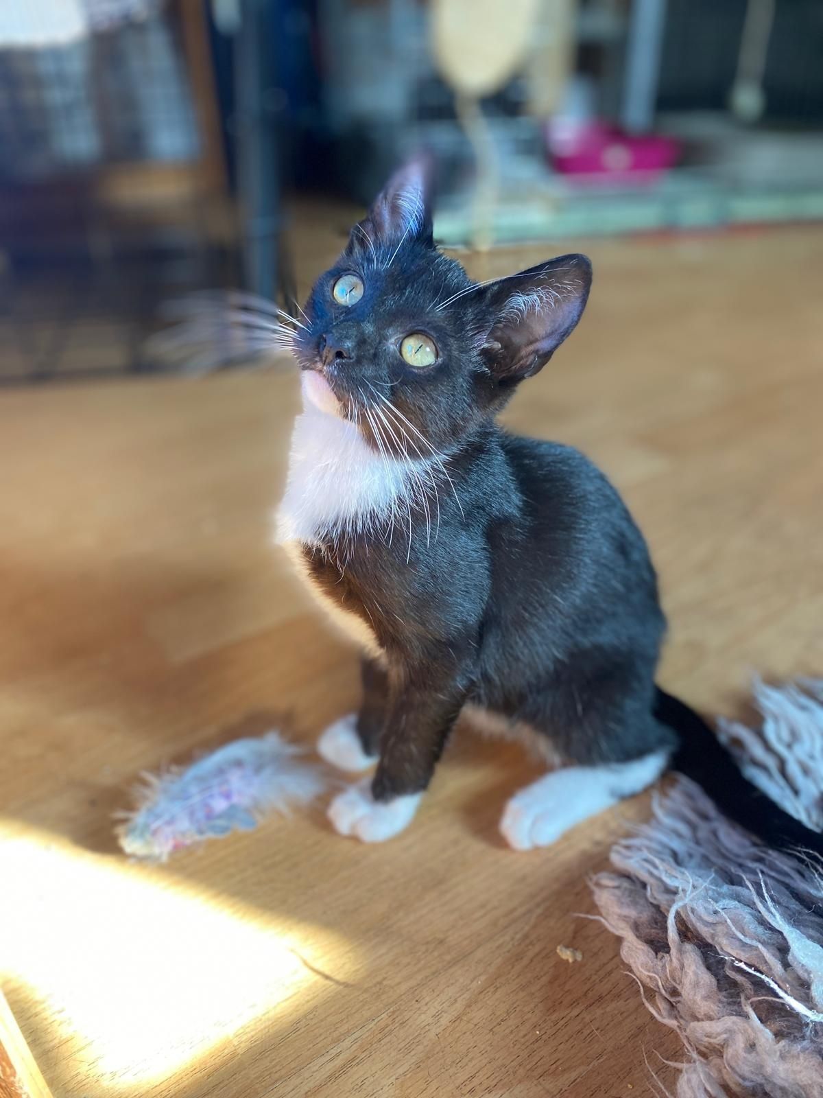 Kocurek do adopcji