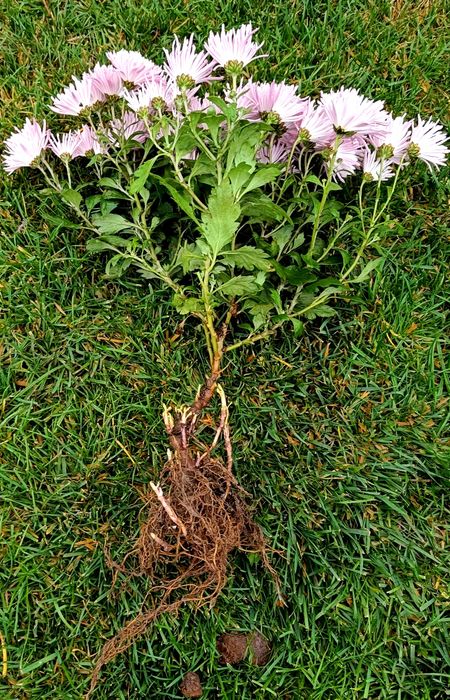 Хризантема Корто пінк