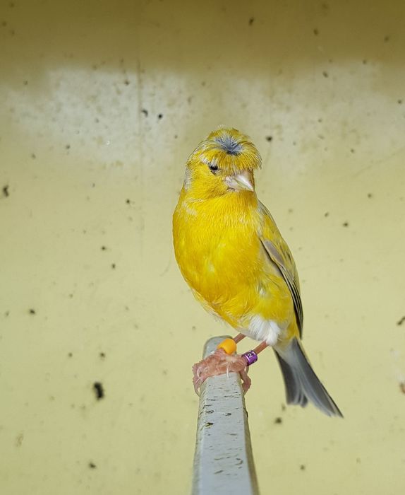 canários ágata para troca