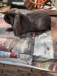 Продам кроликів