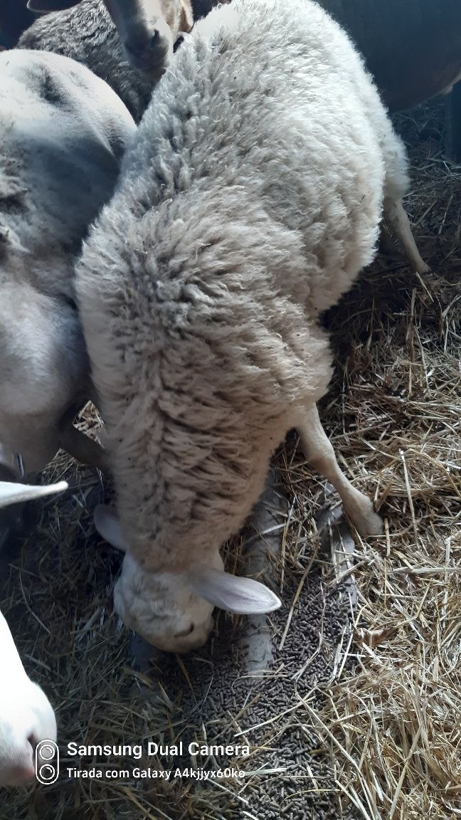 Vendo borrego macho