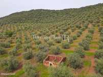 Herdade com 14 hectares e ruína em Moura