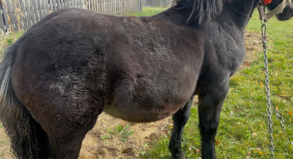 Продається Жеребчик 5міс  добрих великих коней