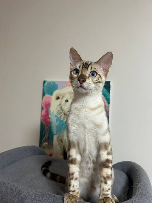 Kot bengalski z rodowodem.