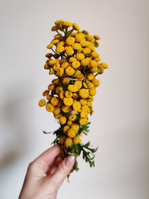 Słowiańskie kadzidło wrotycz - oczyszczanie i ochrona | Smużka wrotycz