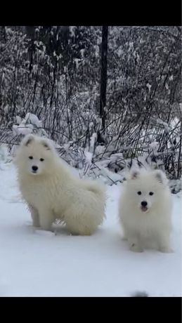 Samoyed ZKwP FCI the best puppy ever