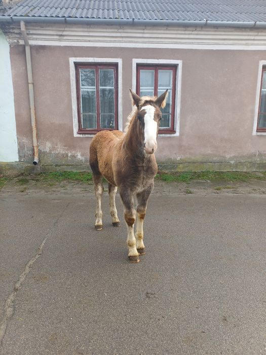 Klacz 9 lat z ogierkiem