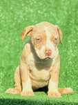American Bully XL/XXL Puppys