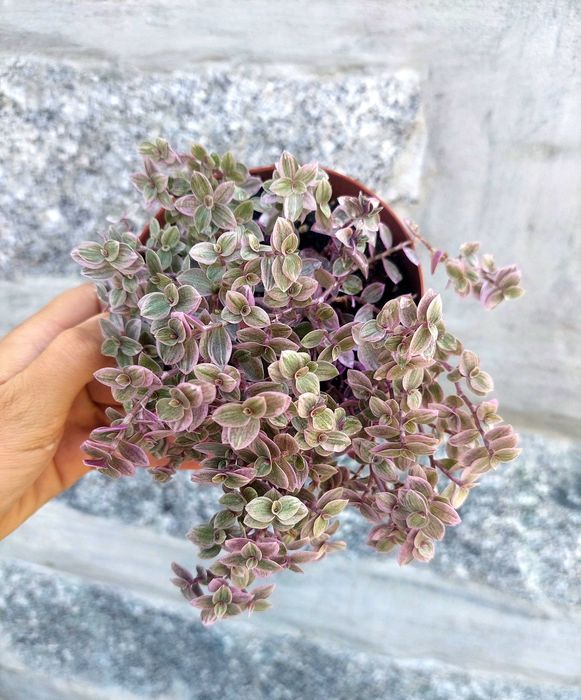 [Planta] Callisia repens 'Pink Lady'