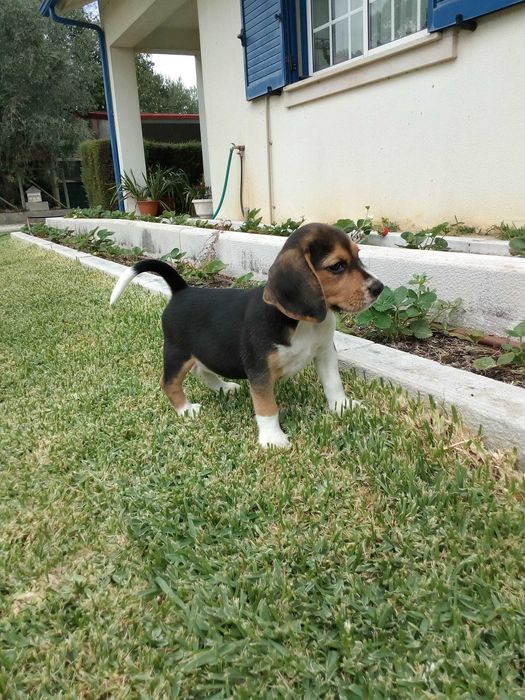 Beagle tricolor cachorro