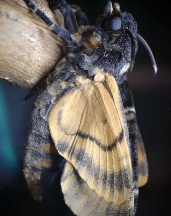 Бражник мертва голова (Acherontia atropos)