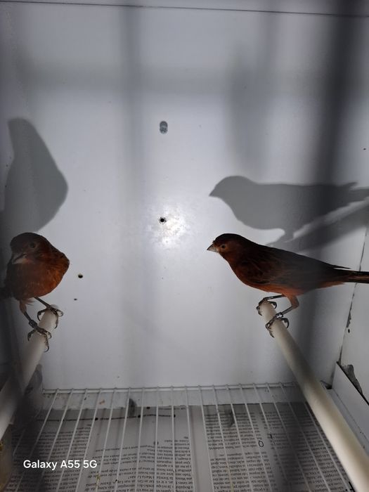 Canarios para venda 2025