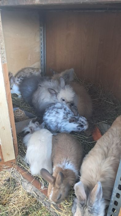 Kroliki miniaturki