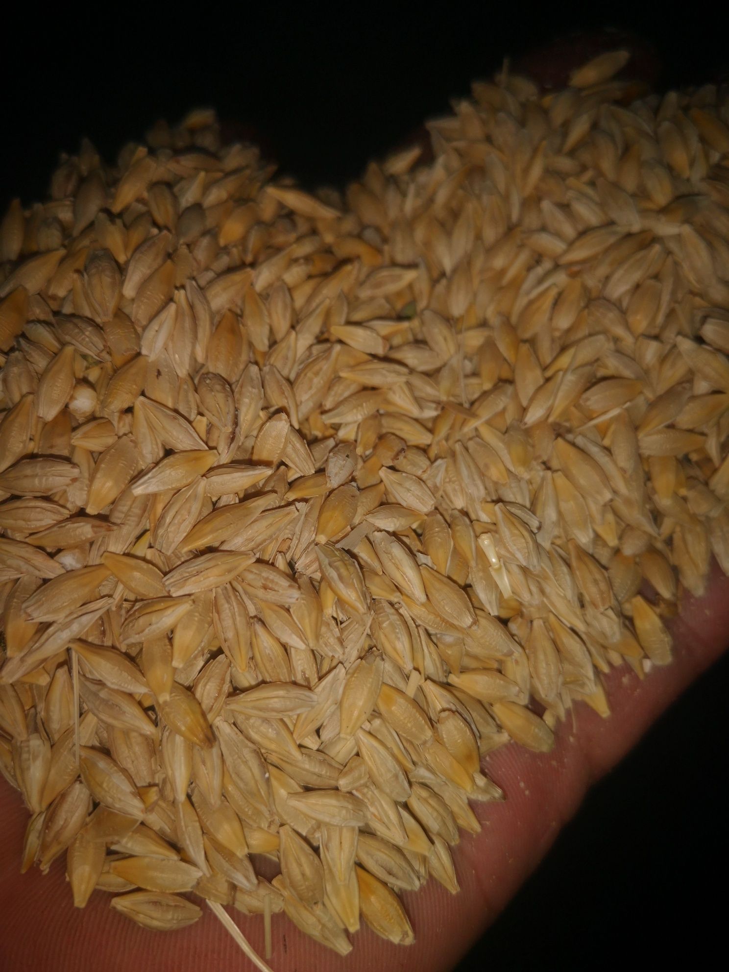 Пшеница, ячмень 2023