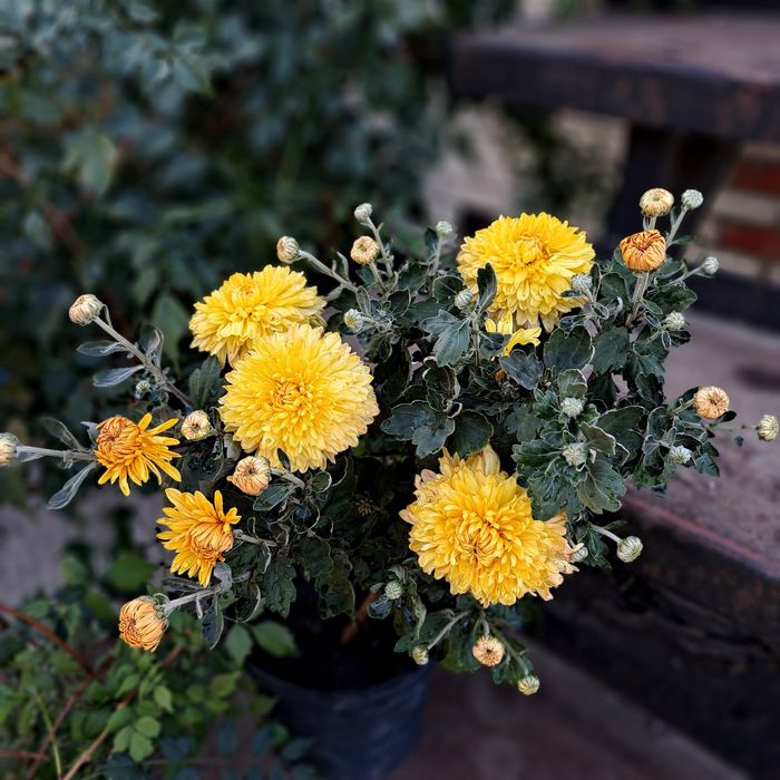 Продам хризантеми