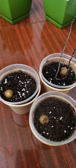 Кімнатні квіти алое санса сансевієрія діоскорея слонова