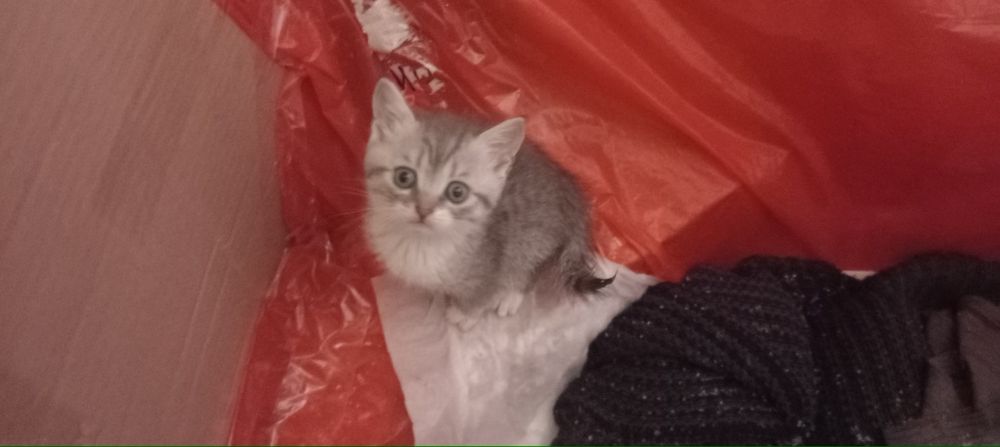Віддам кошенят безкоштовно