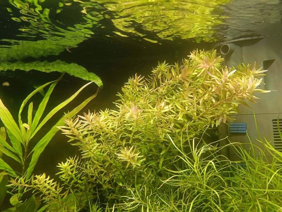 Piękna kępka z przycinki, pilne !!!