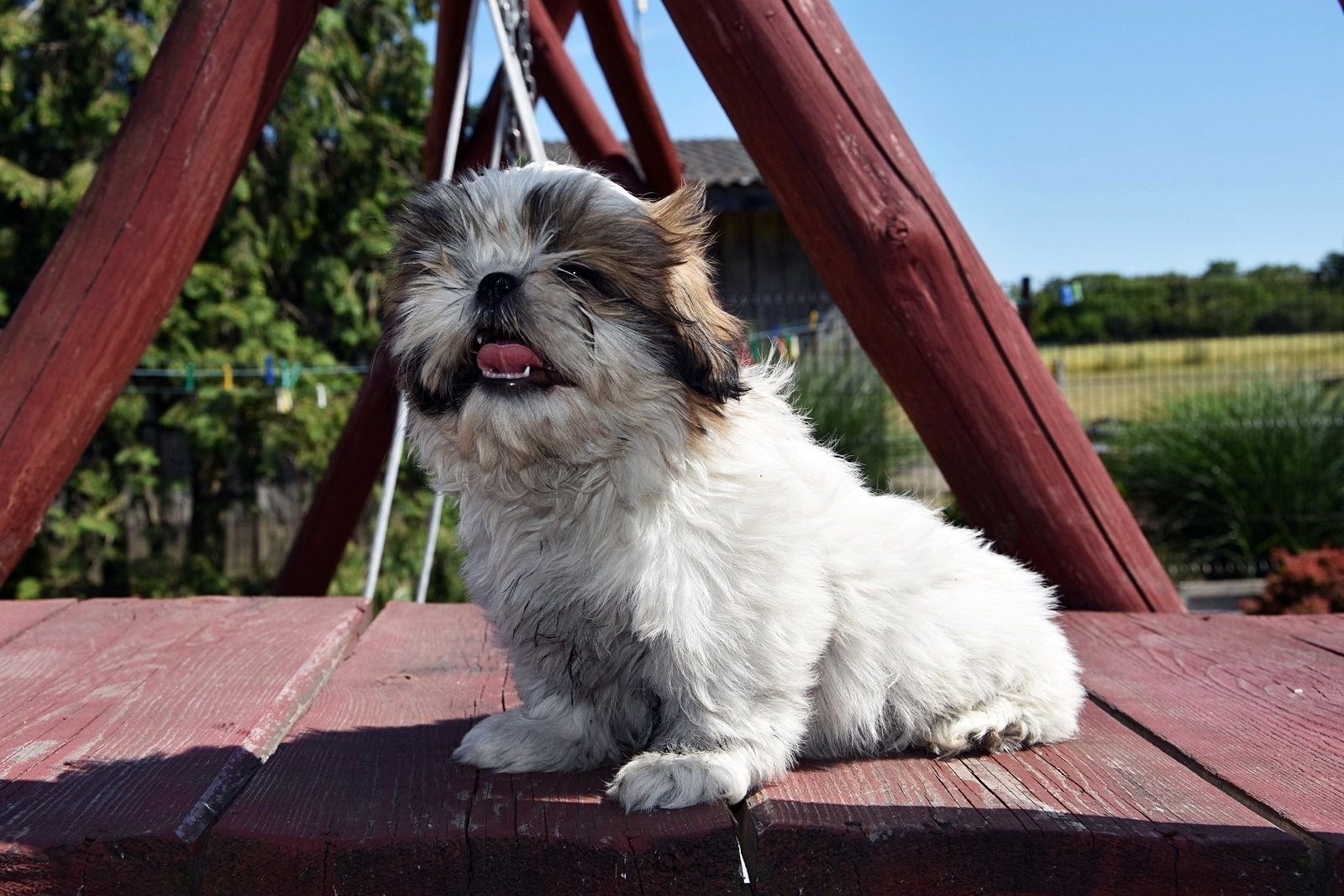 Suczka Shih-Tzu !