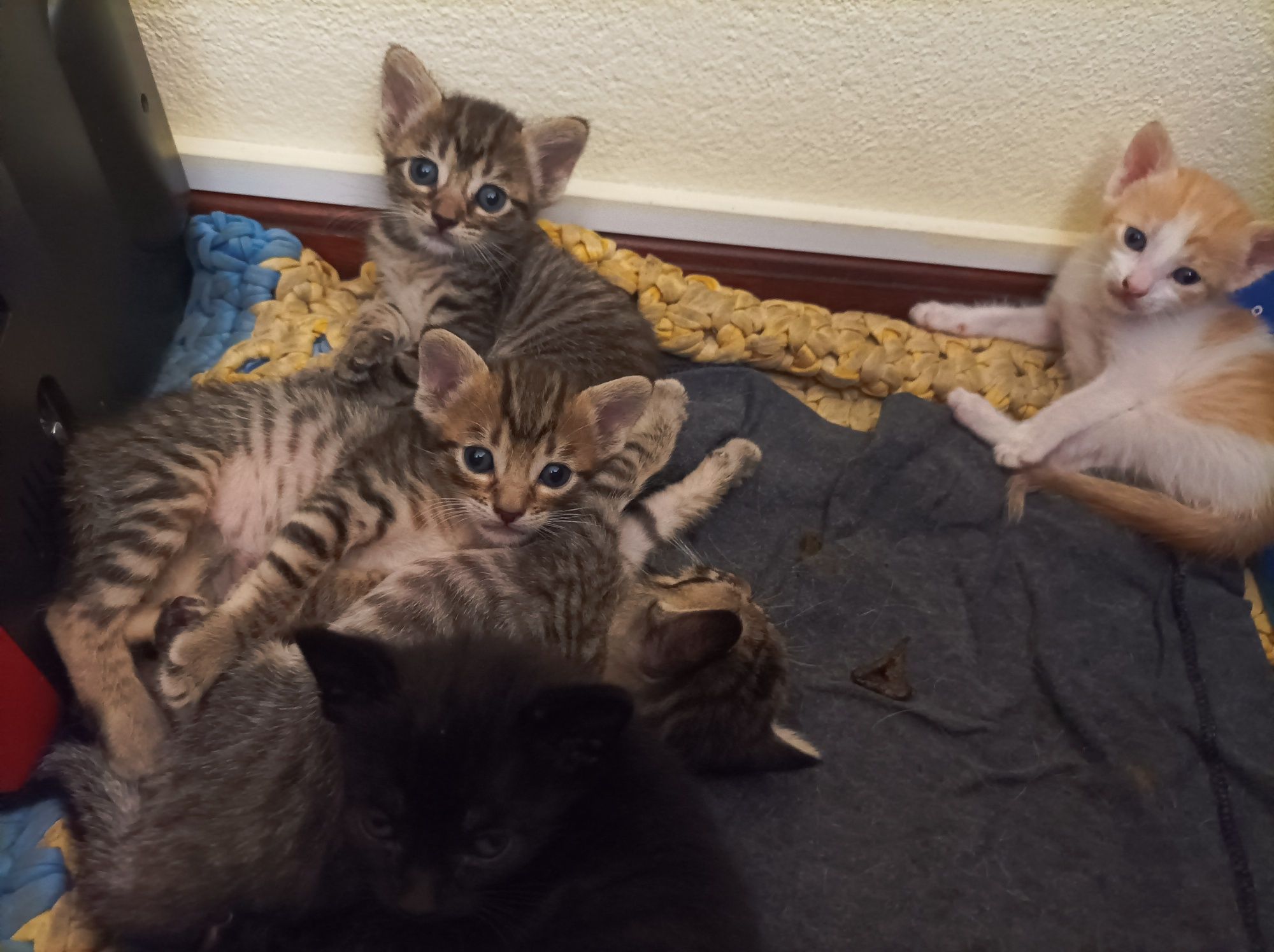 Gatos para adoção