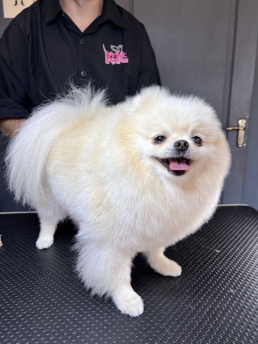 Грумінг для Шпіца