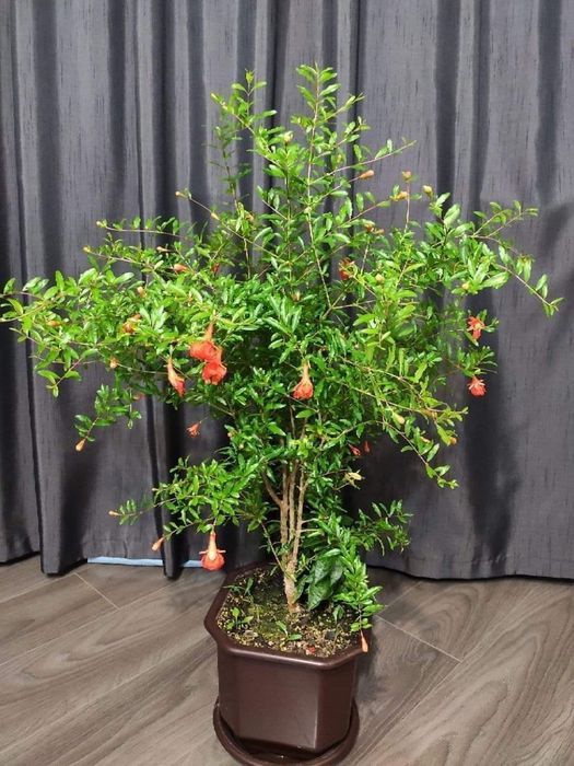 Гранат комнатный карликовый Нана