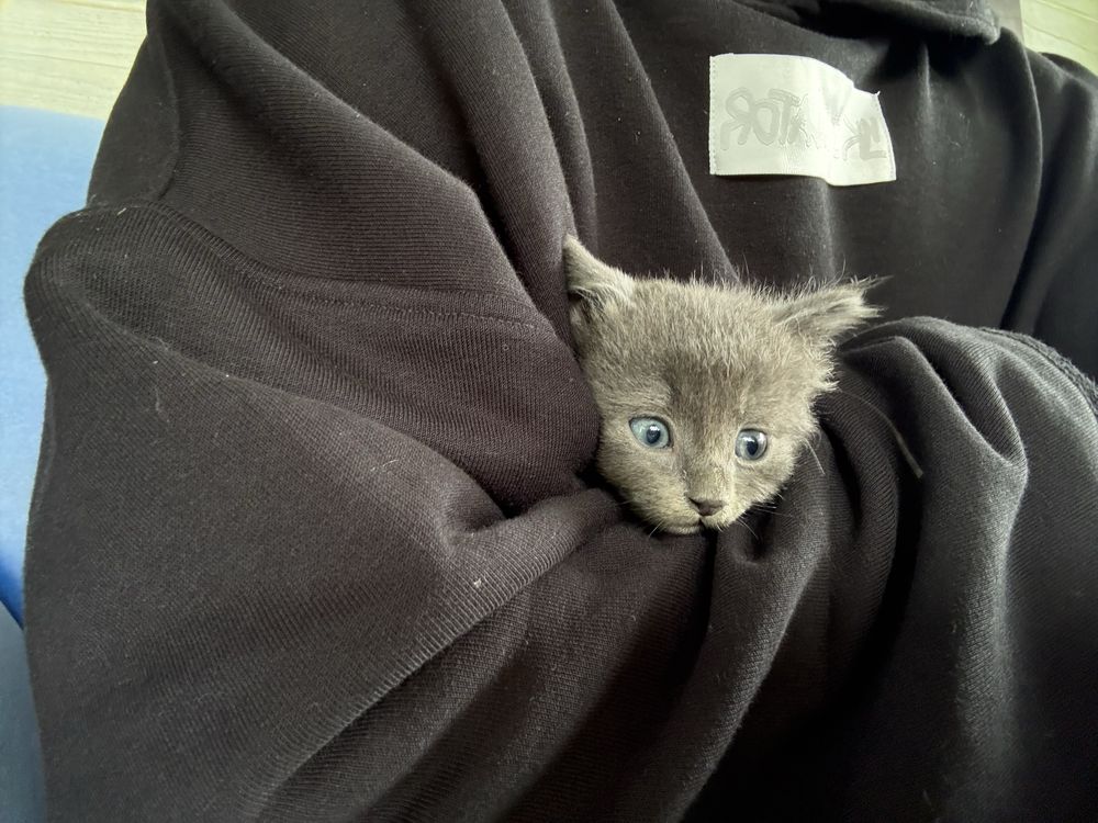 Віддам кошенят, 3 рудих, 4 темненьких