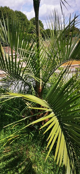 Oferta de Folhas Palmeira artesanato