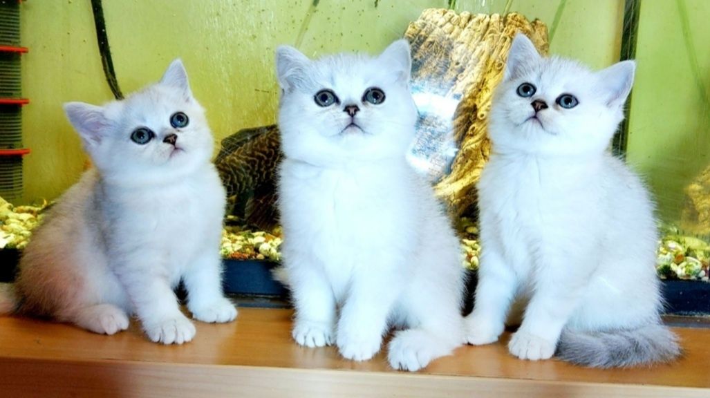 Распродажа! Котята британской серебристой шиншиллы купить в Киеве в Ук