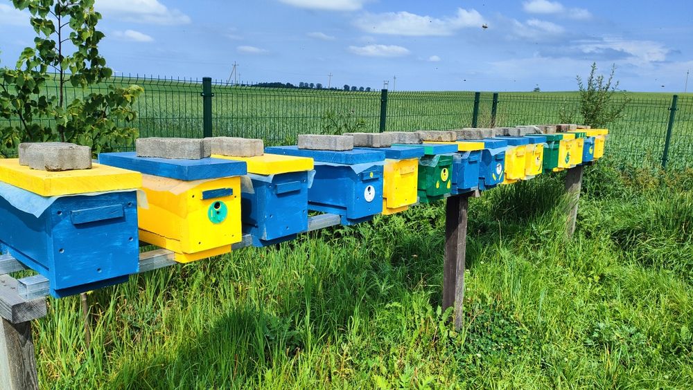 Odkłady pszczele na 5 ramkach wielkopolskich