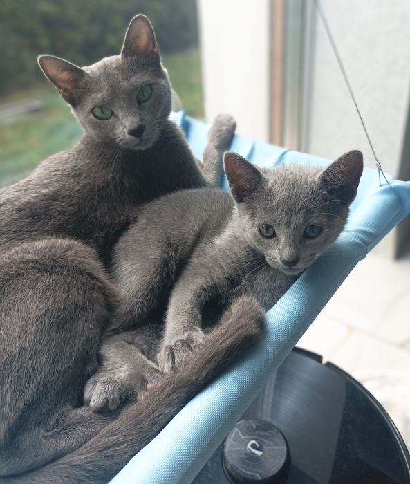 Kocurek rosyjski niebieski