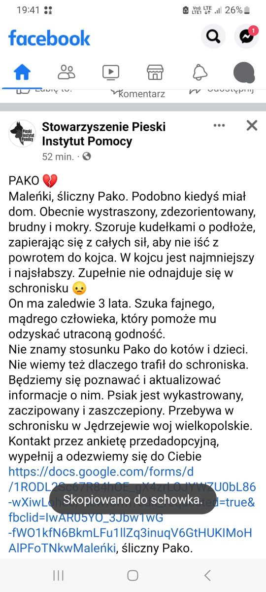 Prześliczny przemiły piesekczeka na czka który zmieni mu ZYCIE