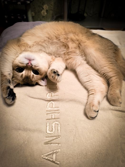 В'язка Британська золота шиншила