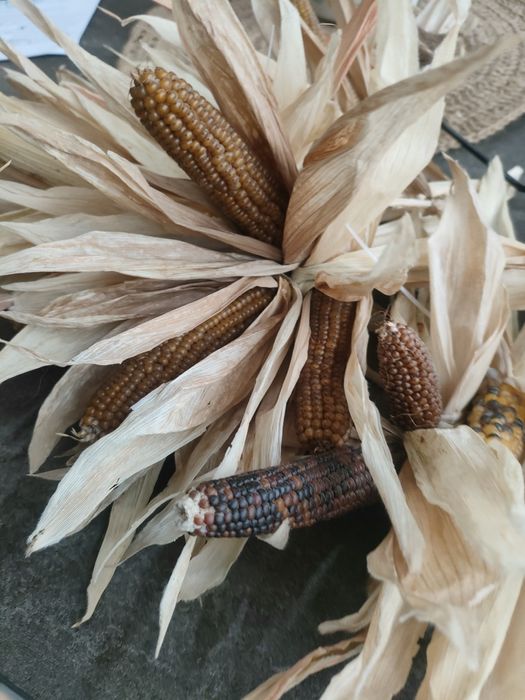Декоративна кукурудза різних сортів