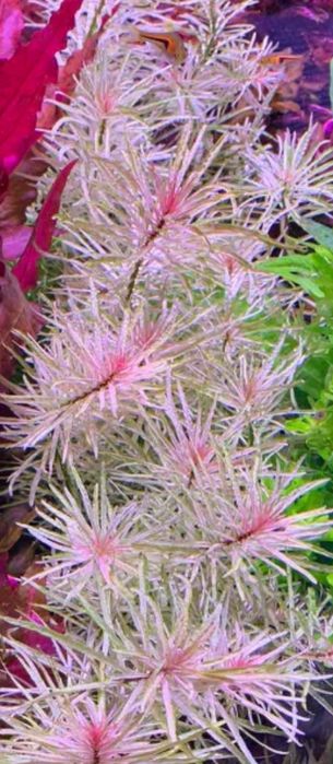 Продам  аквариумные растения.